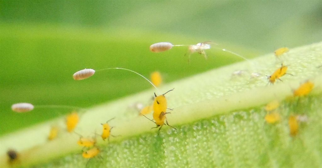 Chrysopidae: larva e uova